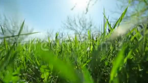 阳光明媚的一天水果园里长着绿色多汁的草特写视频的预览图