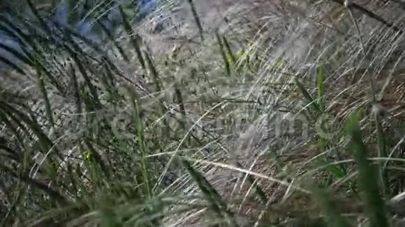 松针草长草随风飘动在风景园的背景下视频的预览图