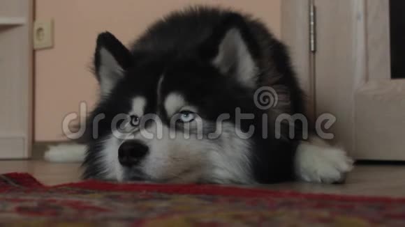 狗西伯利亚哈士奇躺在地板上等待环顾四周视频的预览图
