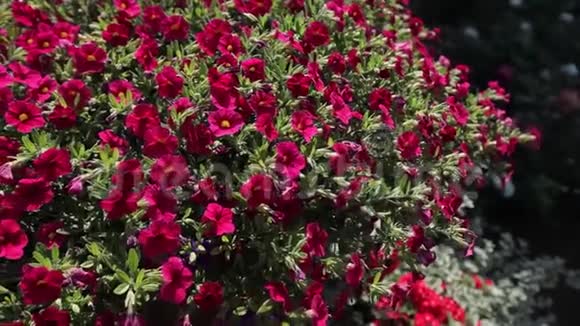 红花在科莫湖岛的花园里生长视频的预览图