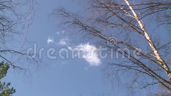 蓝天背景上的树枝和云彩视频的预览图