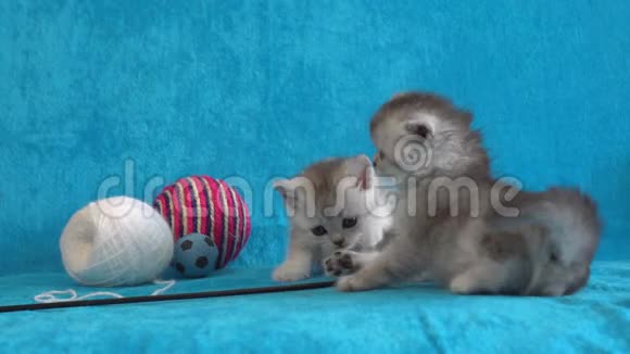 小猫白色和灰色的新生小猫在沙发上可爱可爱的小猫在蓝色的床上视频的预览图