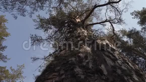 森林里的老松树视频的预览图