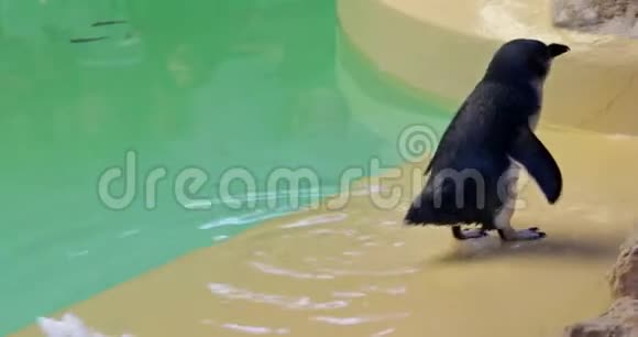 企鹅反刍食物视频的预览图