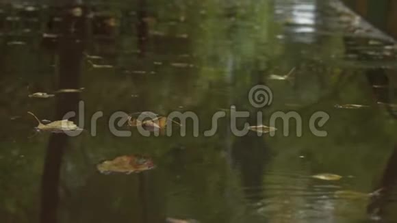 秋雨中城市道路上的水坑里的黄叶视频的预览图