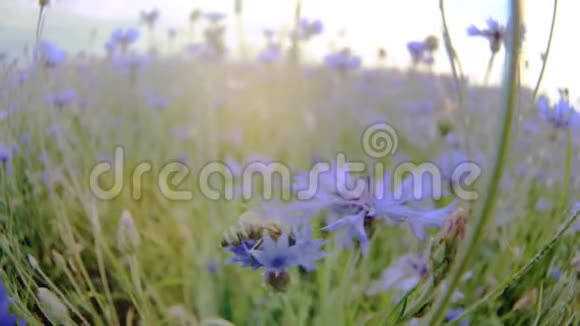 一只蜜蜂在夏天的田野里在蓝草草地花附近飞行没有人视频的预览图