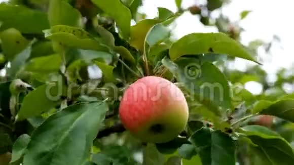 夕阳红苹果树红苹果长在树枝上软的关注苹果树上的绿苹果视频的预览图