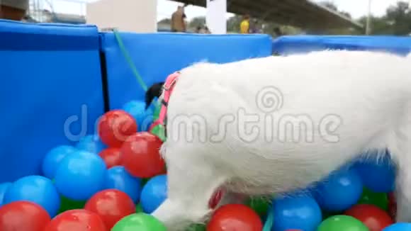 有趣的狗在彩色球池里视频的预览图