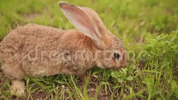 兔子在草地上散步视频的预览图