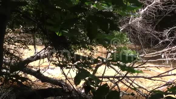 佐治亚州大溪穿过大溪穿过茂密的树木和灌木丛视频的预览图