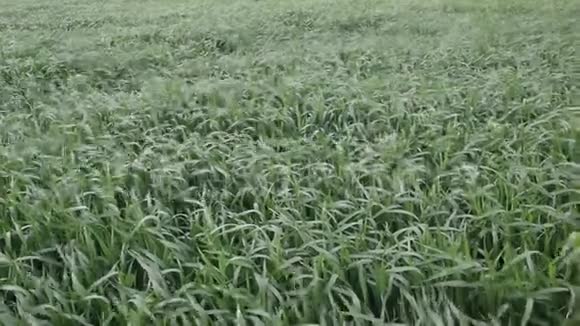 的麦地小麦苗视频的预览图