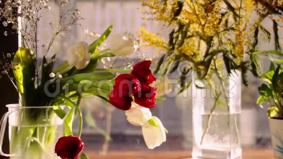 美丽的红白郁金香夜晚咖啡厅橱窗背景上的含羞草视频的预览图