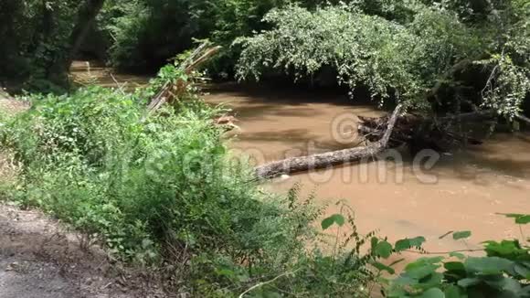 乔治亚州大溪在一棵横卧在大溪上的枯树上放大视频的预览图