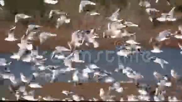 火烈鸟和海鸥靠近水面鸟儿在休息视频的预览图