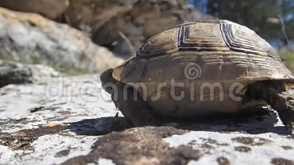 小乌龟走路视频的预览图