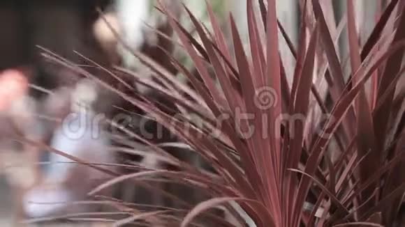 红树丛在街道上的花坛里叶子视频的预览图