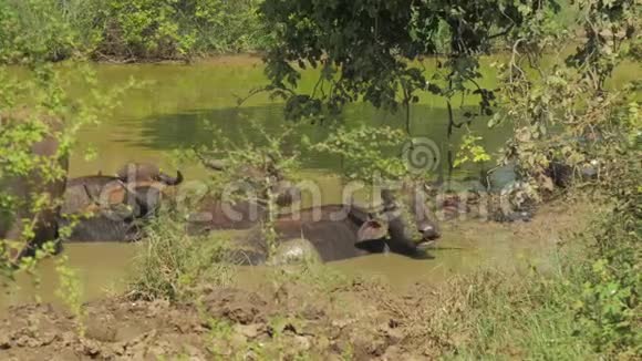 夏天有鹿角的大型水牛在水中站立视频的预览图