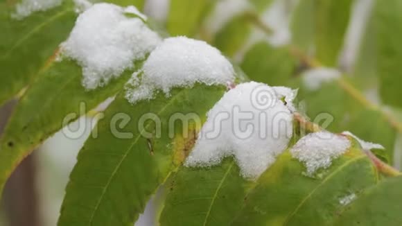 白雪中一棵树的绿叶特写视频的预览图