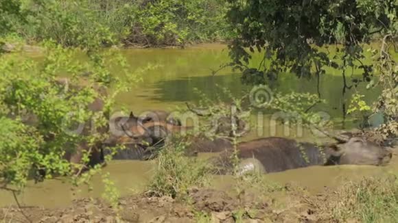 夏天有鹿角的大型水牛在水中站立视频的预览图