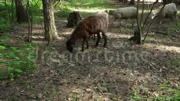 森林里的羊视频的预览图