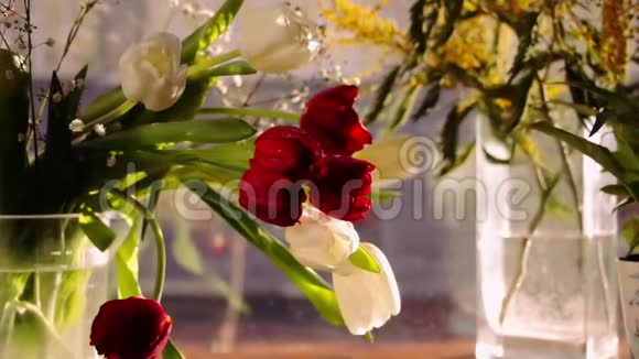美丽的红白郁金香夜晚咖啡厅橱窗背景上的含羞草视频的预览图