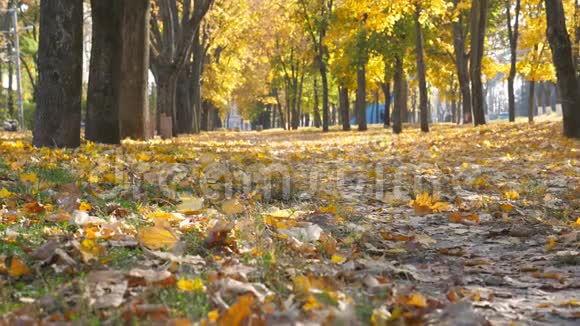 秋季晴天空城公园观色的叶子慢慢地落到地上黄色的枫叶躺在小巷里视频的预览图