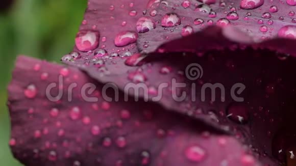 雨后深紫色勃艮第虹膜上水滴的特写视频的预览图