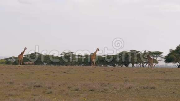草原上的长颈鹿走在非洲平原上来到相思树视频的预览图