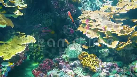 美丽的海葵和珊瑚礁上的鱼小丑视频的预览图