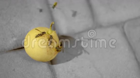 昆虫吃梨视频的预览图