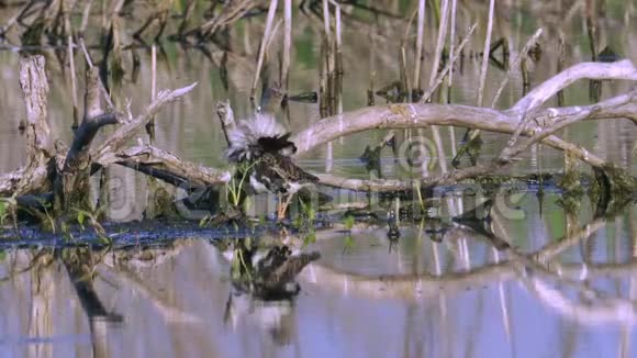 鸟沙鱼公立在沼泽的浅滩上清理它的羽毛鸟类的交配季节视频的预览图