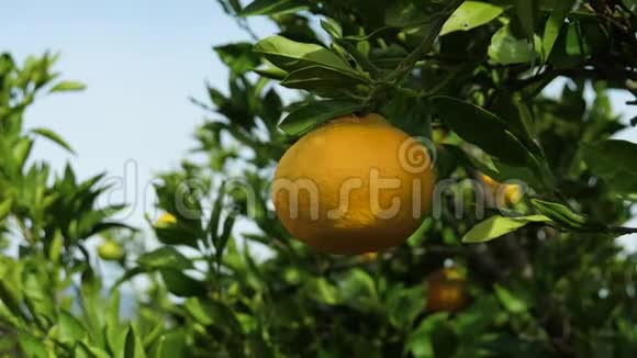 橘子园收获日视频的预览图