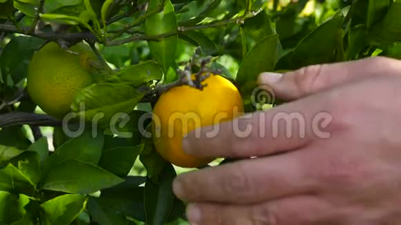 有机种植园用剪刀采摘橘子视频的预览图