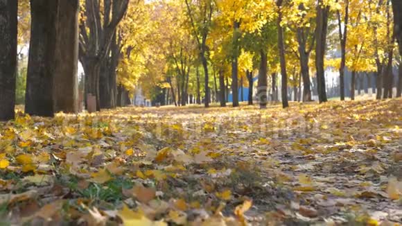秋季晴天空城公园观色的叶子慢慢地落到地上黄色的枫叶躺在小巷里视频的预览图