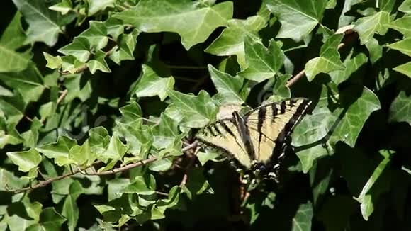 常春藤上的燕尾蝴蝶视频的预览图