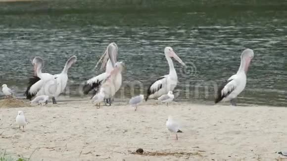 澳大利亚海边的一群和海鸥视频的预览图