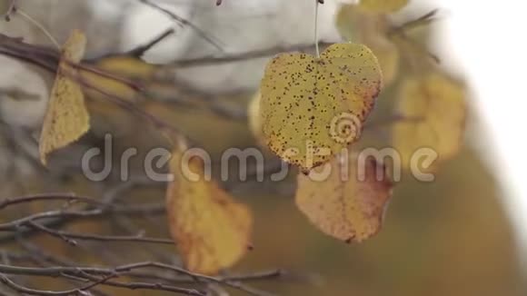 秋天的白桦树的叶子在风中哭泣视频的预览图