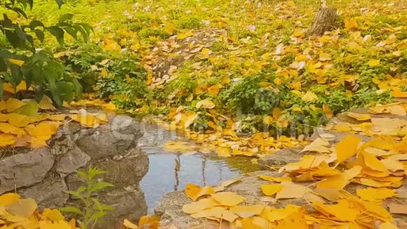 绿色的池塘树叶漂浮美丽的秋景视频的预览图
