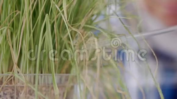 一个戴眼镜的人的特写镜头审视着青草的萌芽视频的预览图