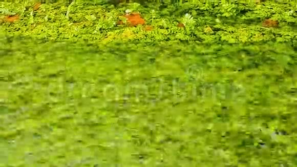 漂浮在池塘上的落叶树的黄树叶视频的预览图