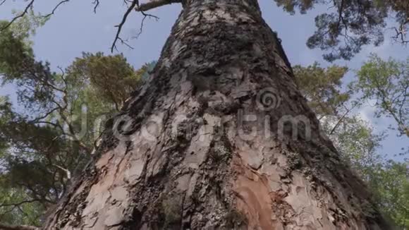 森林里的老松树视频的预览图