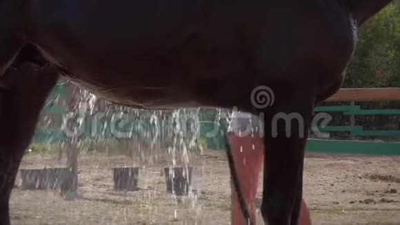 骑士洗马一匹漂亮的纯种马站在背景夕阳下动物护理马的概念视频的预览图