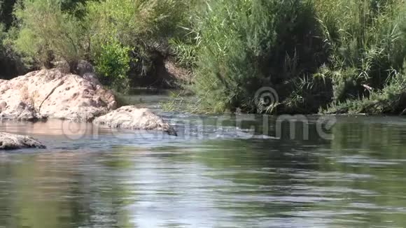 亚利桑那州盐河盐河的景色因为它在岩石和树木周围流动视频的预览图