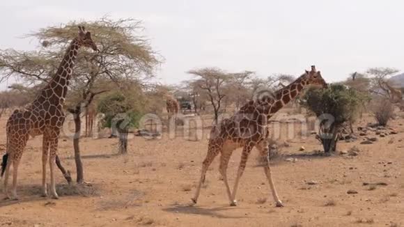 桑布鲁干旱季节树木和灌木丛中的许多长颈鹿视频的预览图