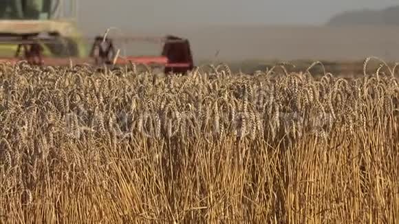 模糊的农场结合脱粒机在农田中收获成熟的谷物穗关注植物4K视频的预览图