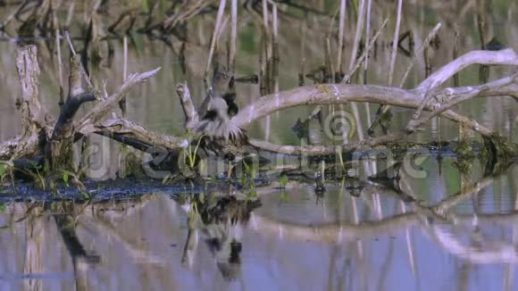 鸟沙痞雄伫立在沼泽的浅滩上清理它的羽毛视频的预览图