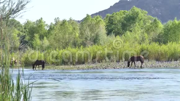 亚利桑那州盐河三匹野马和一匹小马在盐河里喝酒视频的预览图