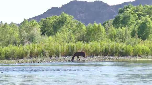 亚利桑那州盐河一个放大到一匹野马喝盐河视频的预览图