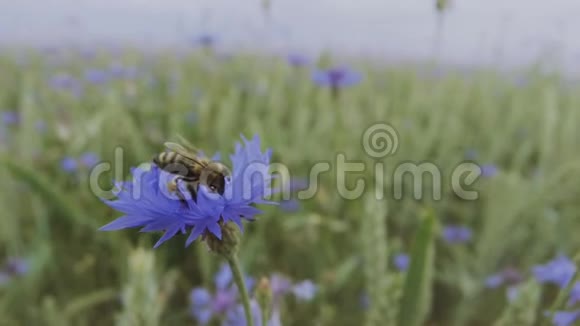 一只忙碌的蜜蜂正在夏天日落的田野里给一朵美丽的蓝色矢车菊授粉没有人靠近视野视频的预览图