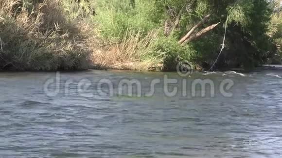 亚利桑那盐河一个放大一些小急流旁边的树木盐河视频的预览图